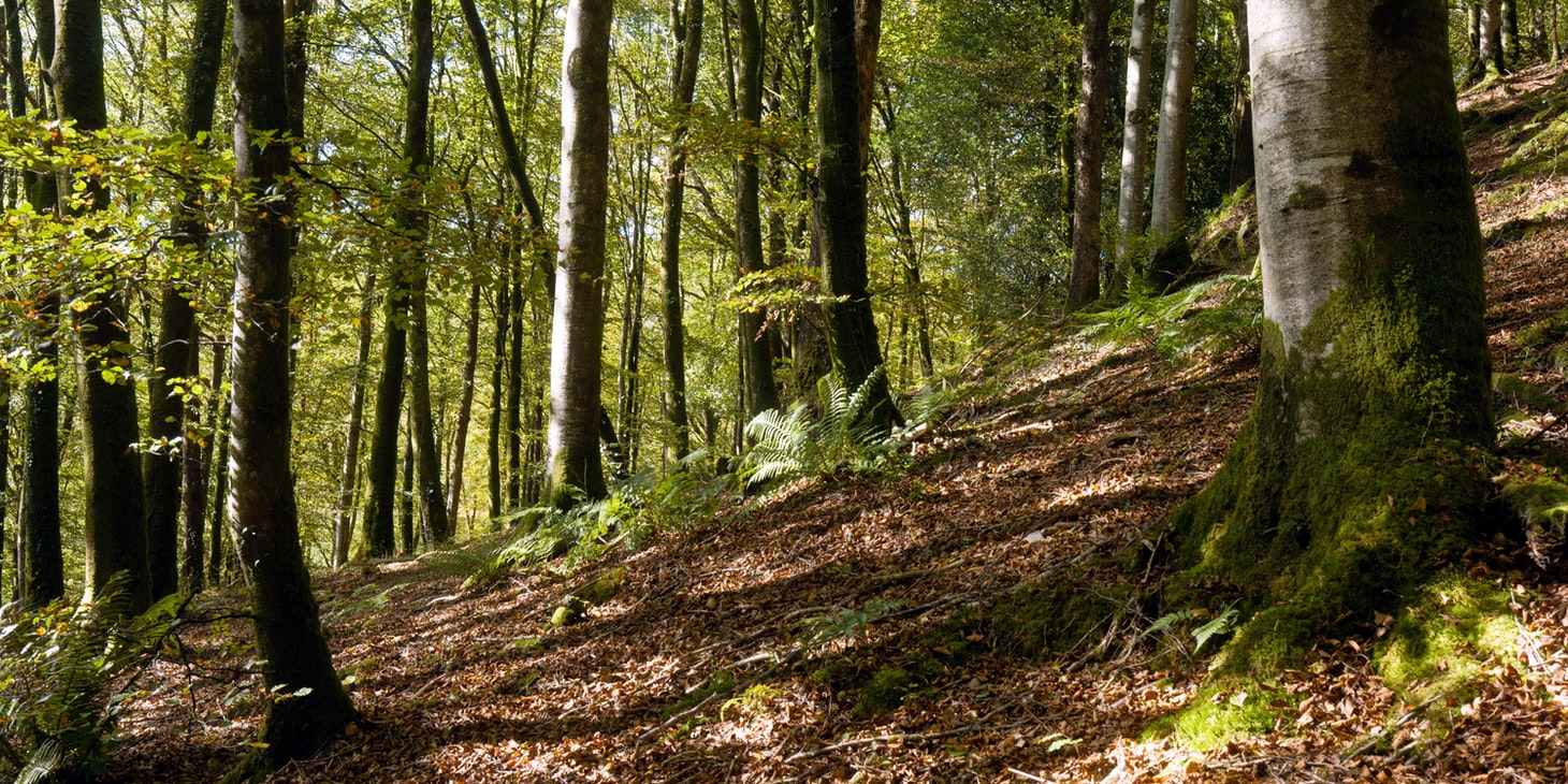 Woodland Social Enterprise in Wales Data Baseline